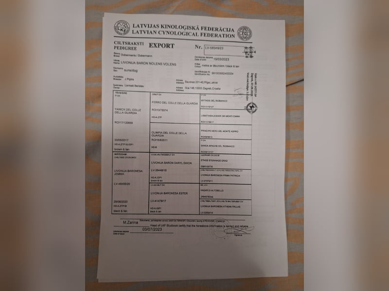 Hochwertige Dobermannwelpen - Best of Sea Croatia