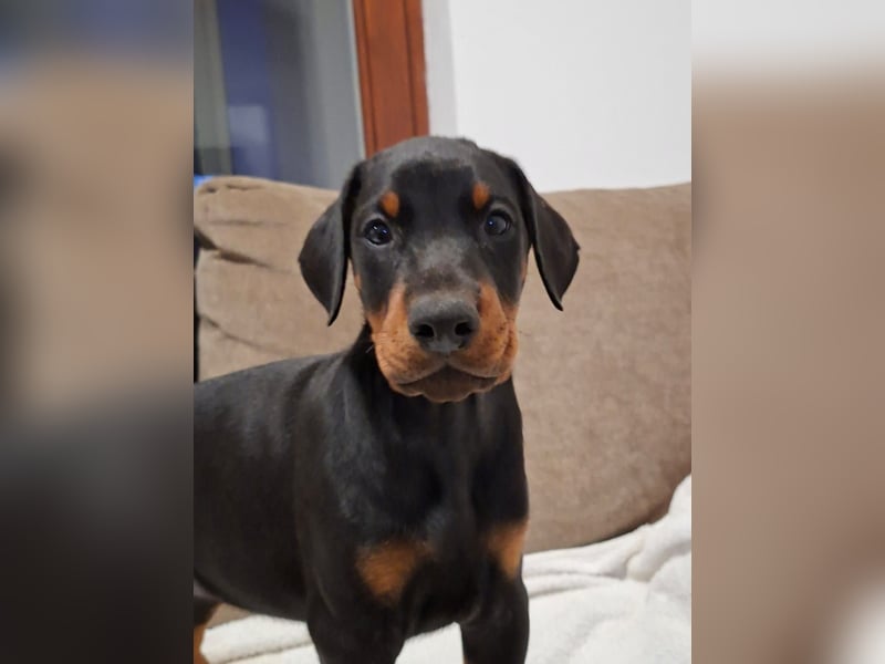 Hochwertige Dobermannwelpen - Best of Sea Croatia