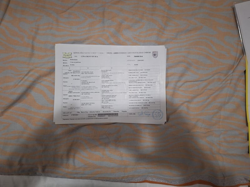 Hochwertige Dobermannwelpen - Best of Sea Croatia