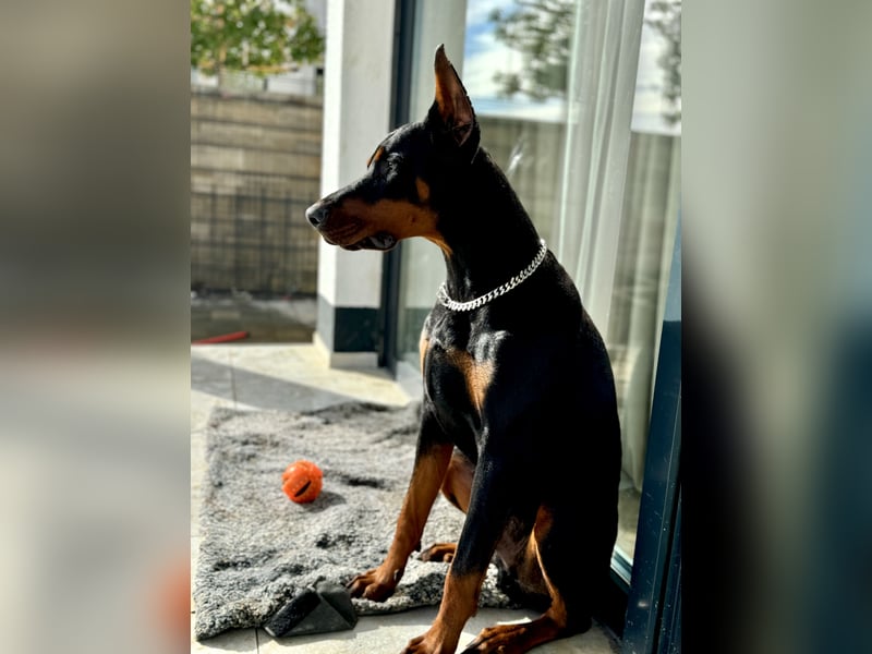 Reinrassiger Dobermann Rüde in liebevolle Hände abzugeben