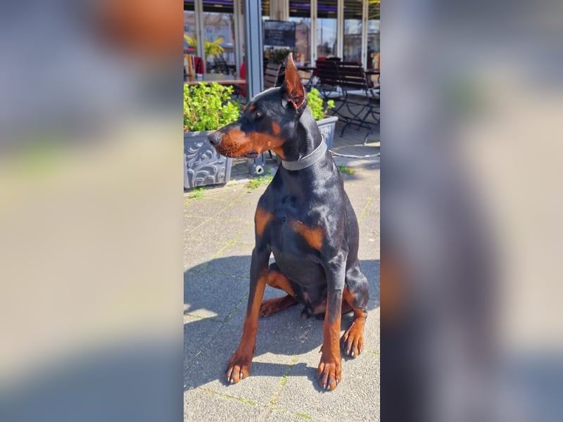 Reinrassiger Dobermann Rüde in liebevolle Hände abzugeben
