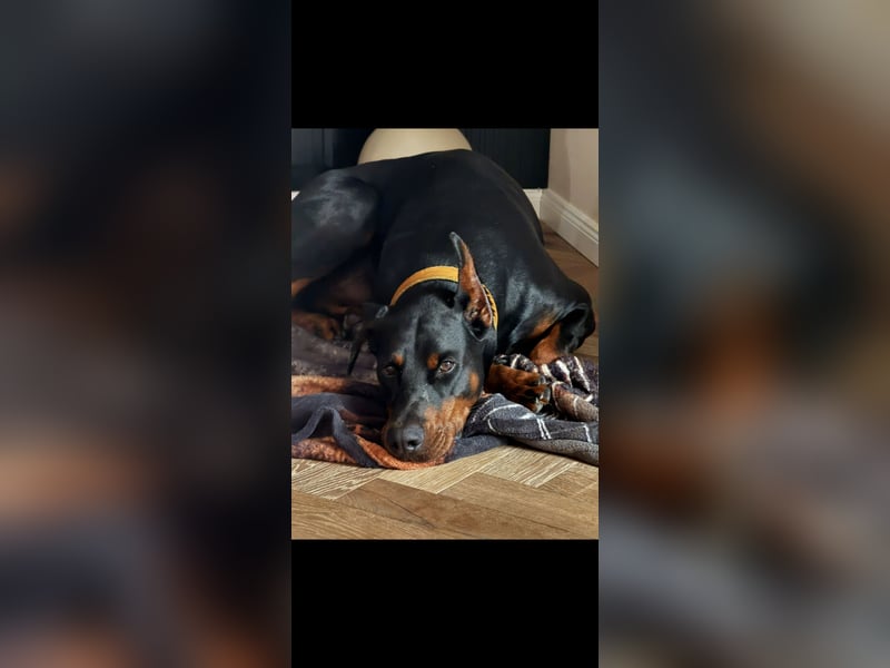 Reinrassiger Dobermann Rüde in liebevolle Hände abzugeben