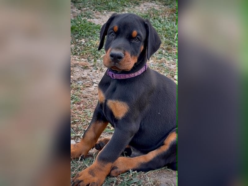 Zwei Dobermann-Rüden suchen ihr perfektes Zuhause