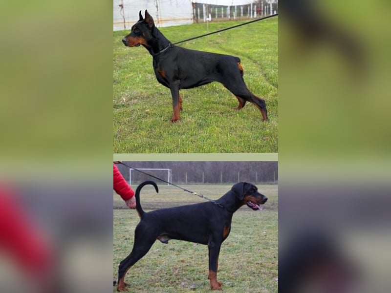 Zwei Dobermann-Rüden suchen ihr perfektes Zuhause