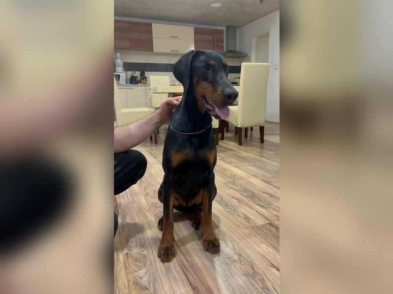 Weiblicher Dobermann-Welpe Amanda Obrenovac House aus der Obrenovac House Zucht, Serbien