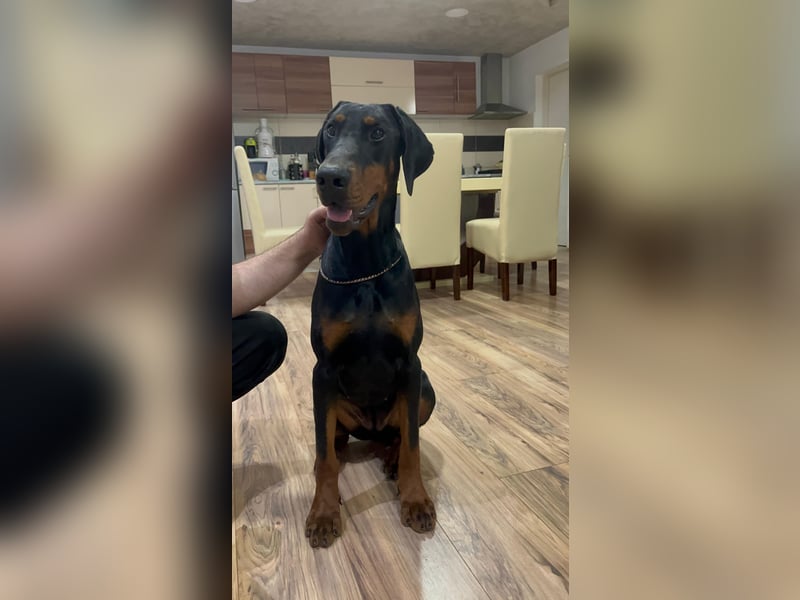 Weiblicher Dobermann-Welpe Amanda Obrenovac House aus der Obrenovac House Zucht, Serbien