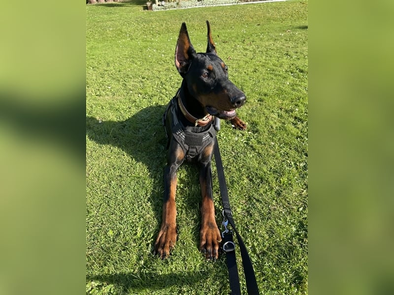 Dobermann Rüde- 9 Monate alt