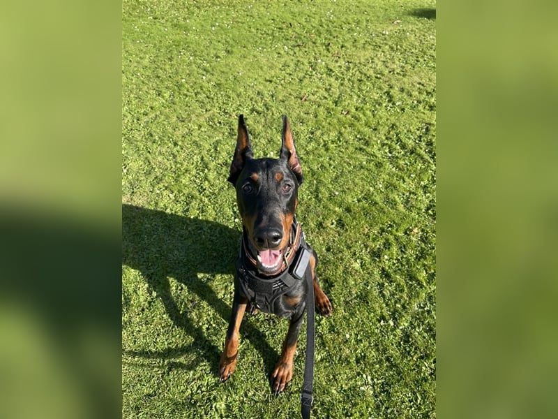 Dobermann Rüde- 9 Monate alt