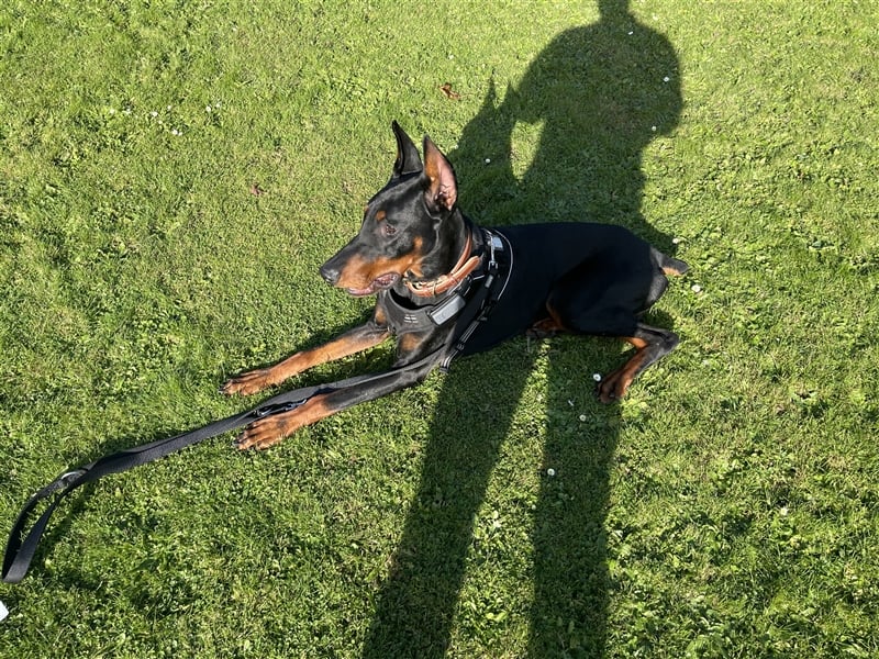 Dobermann Rüde- 9 Monate alt