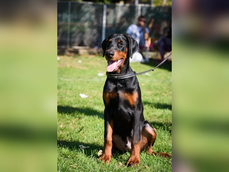 Männlicher Dobermann-Welpe aus der Di Fahinera Zucht