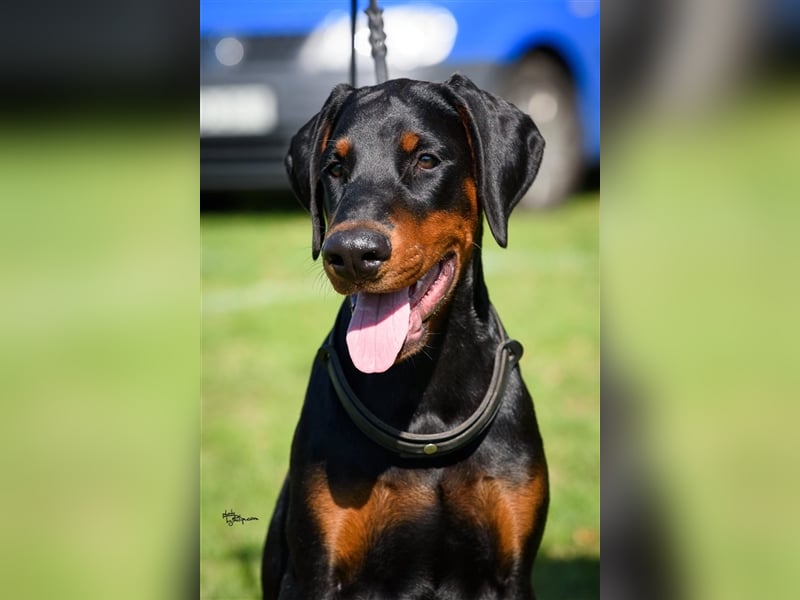 Männlicher Dobermann-Welpe aus der Di Fahinera Zucht