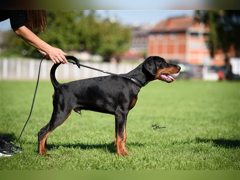 Männlicher Dobermann-Welpe aus der Di Fahinera Zucht