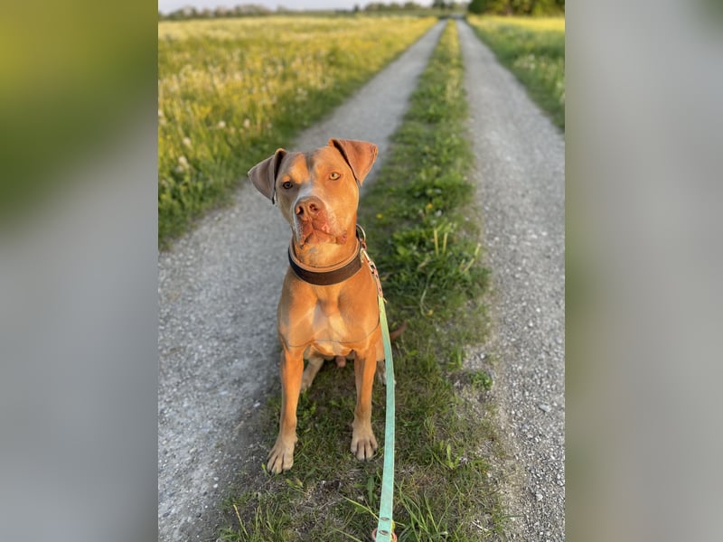Dobermann x OEB