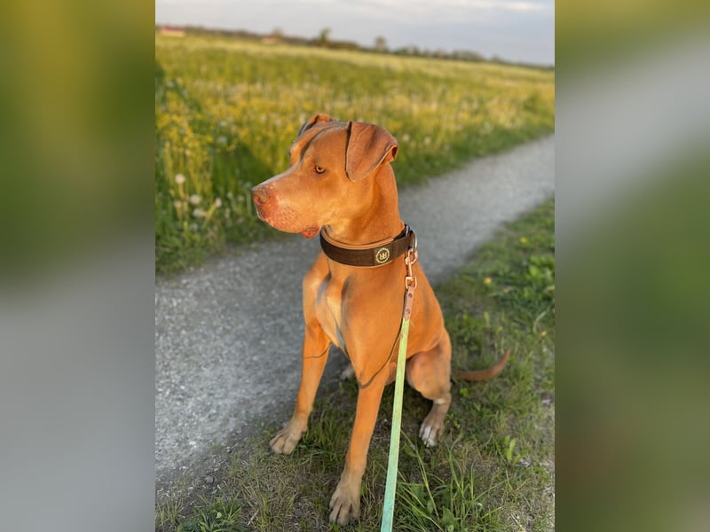 Dobermann x OEB
