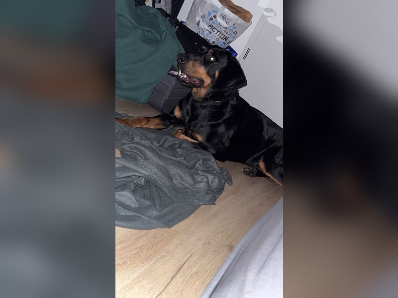 Dobermann