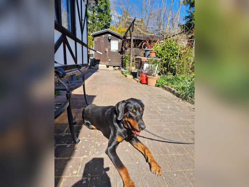 Dobermann