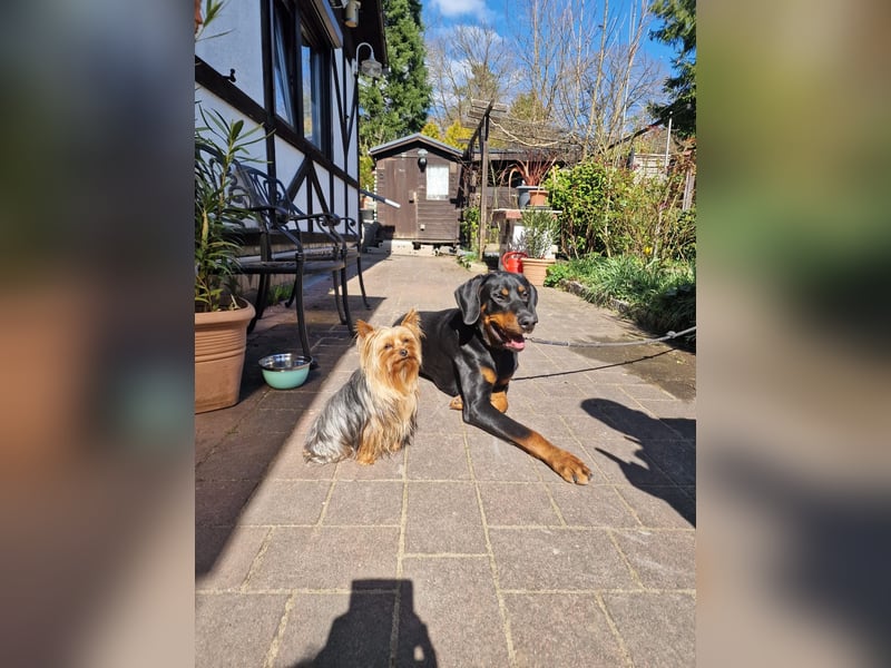 Dobermann