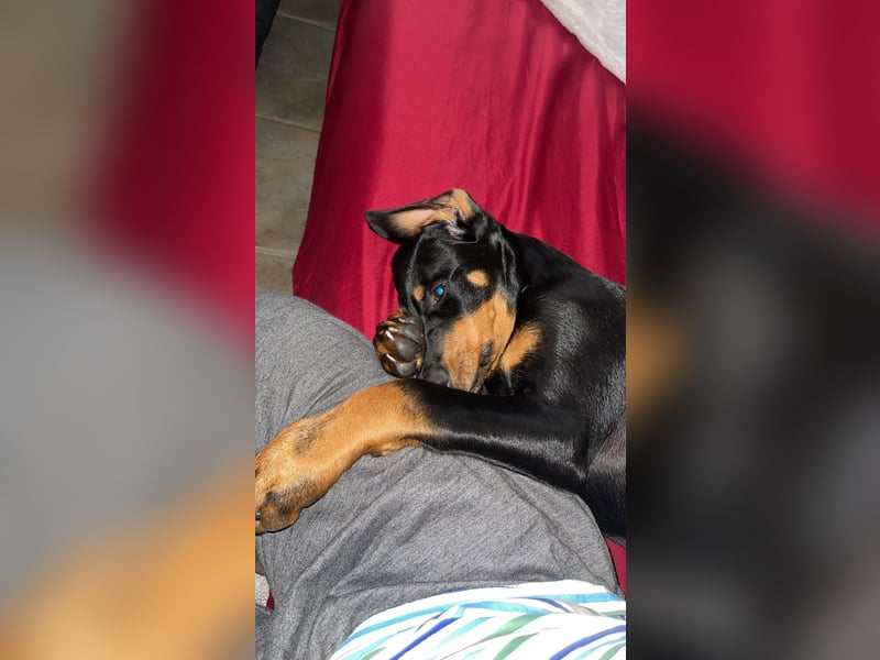Dobermann