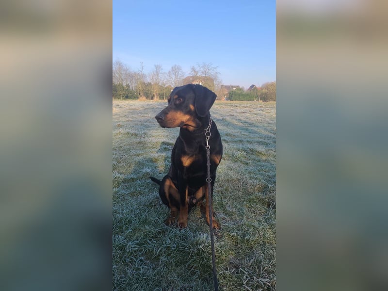 Dobermann