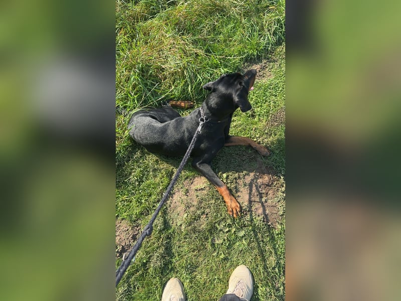 Dobermann