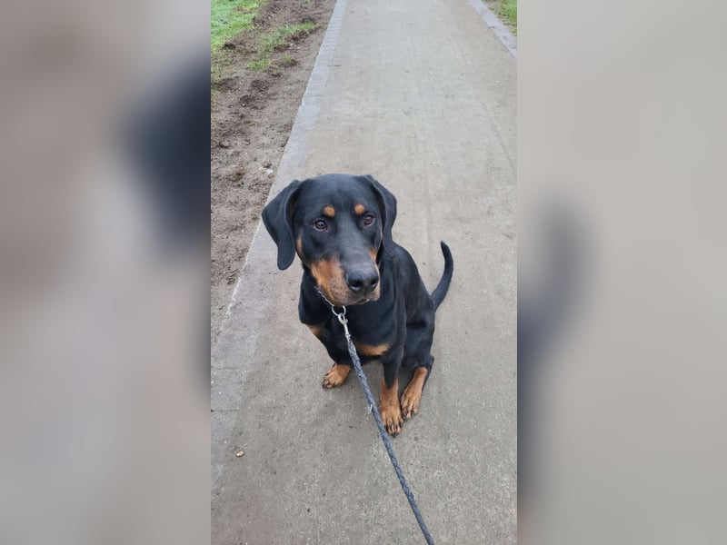 Dobermann