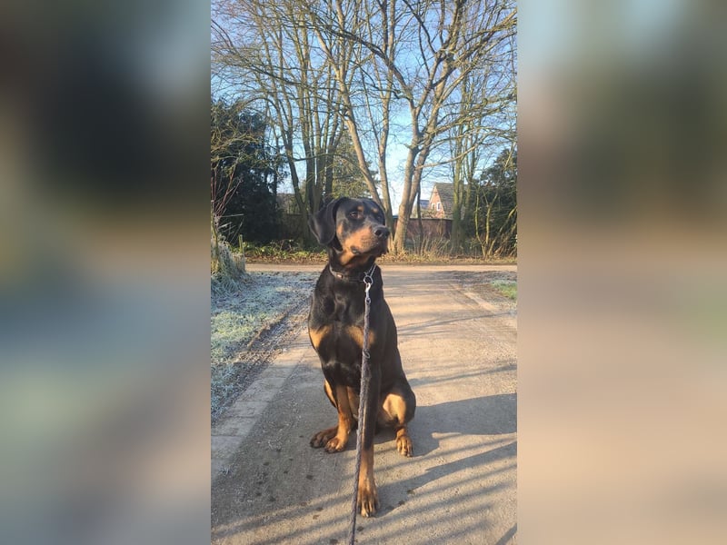 Dobermann
