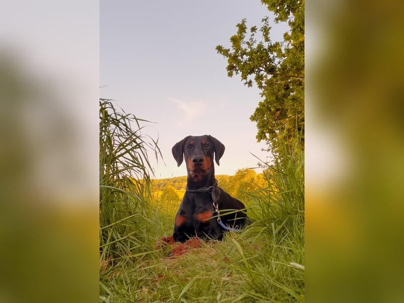 Lieber Dobermann sucht für immer Zuhause.