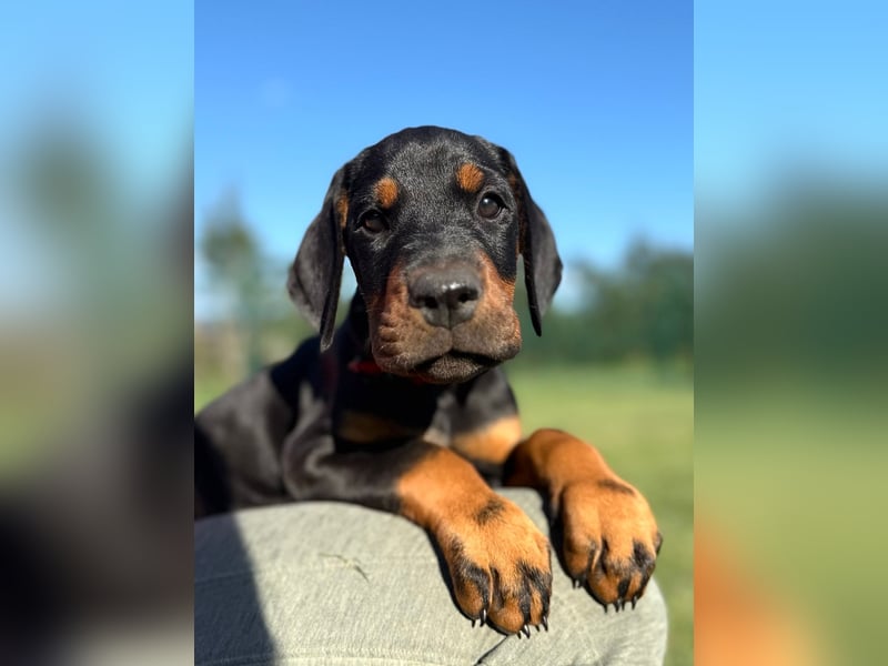 Dobermann Welpen Bohemia Gotika