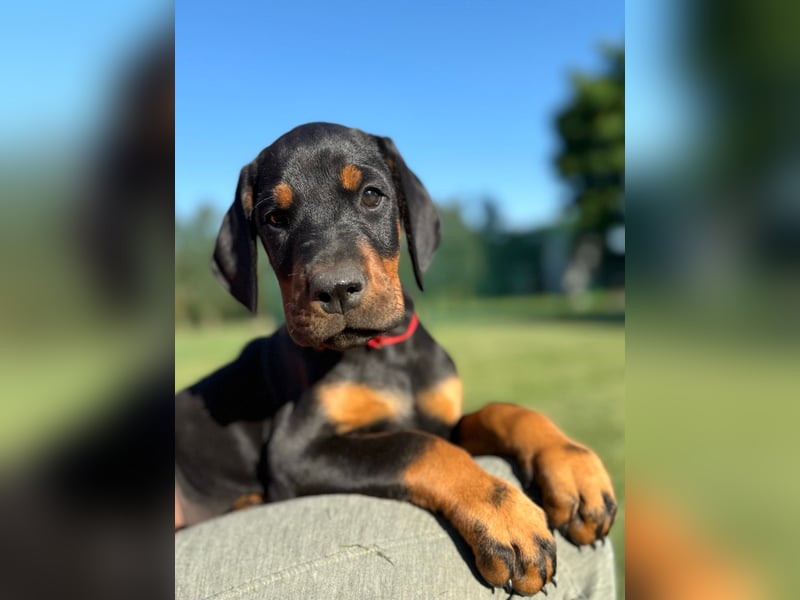 Dobermann Welpen Bohemia Gotika