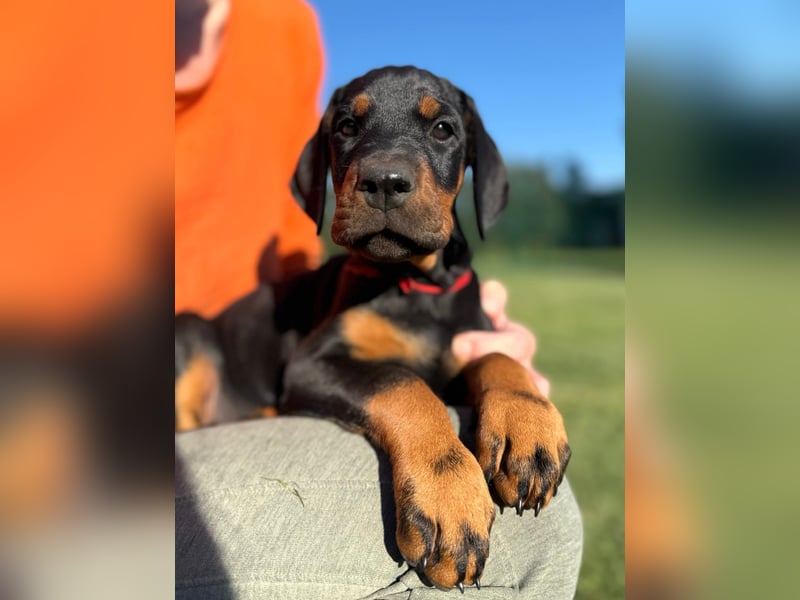 Dobermann Welpen Bohemia Gotika