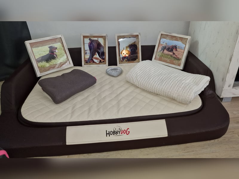 ✨️Traumzuhause sucht Dobermann Rüden✨️