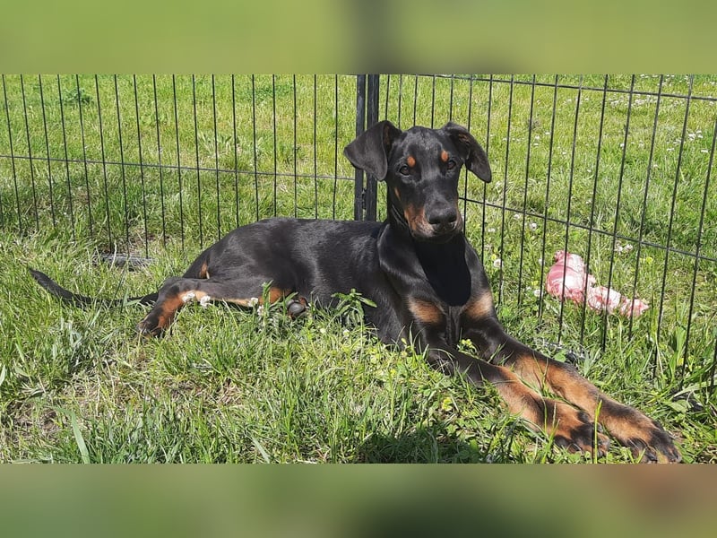 Dobermann Welpen mit Ahnentafel u. Bringservice