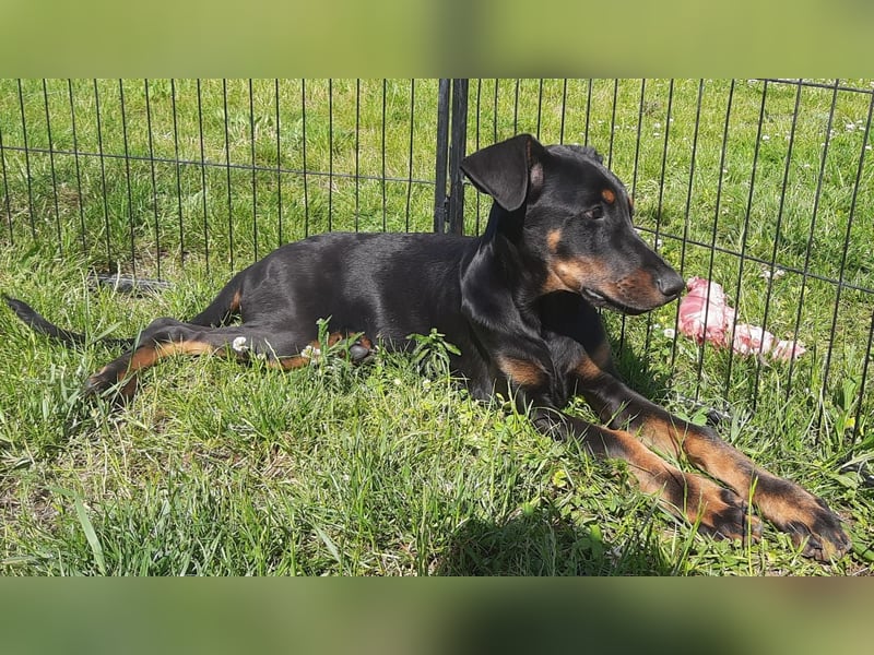 Dobermann Welpen mit Ahnentafel u. Bringservice