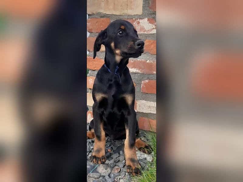 Dobermann Welpen mit Ahnentafel u. Bringservice
