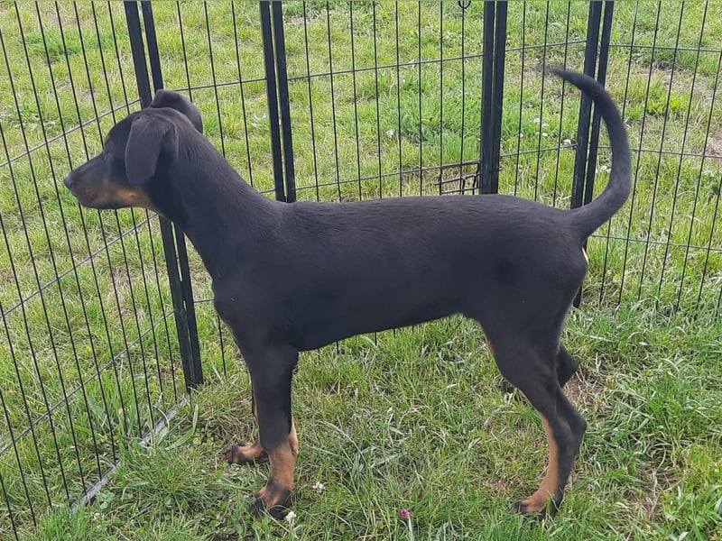 Dobermann Welpen mit Ahnentafel u. Bringservice