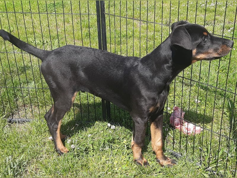 Dobermann Welpen mit Ahnentafel u. Bringservice
