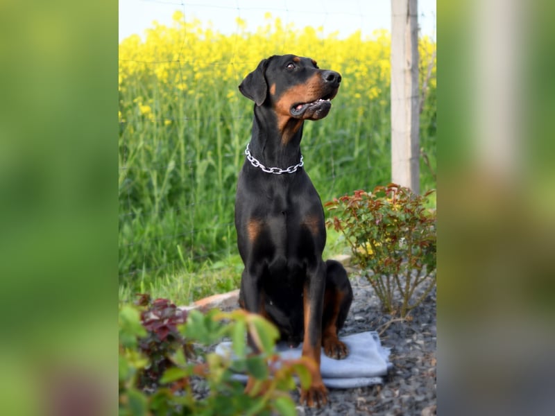 Dobermann Welpen mit Ahnentafel u. Bringservice
