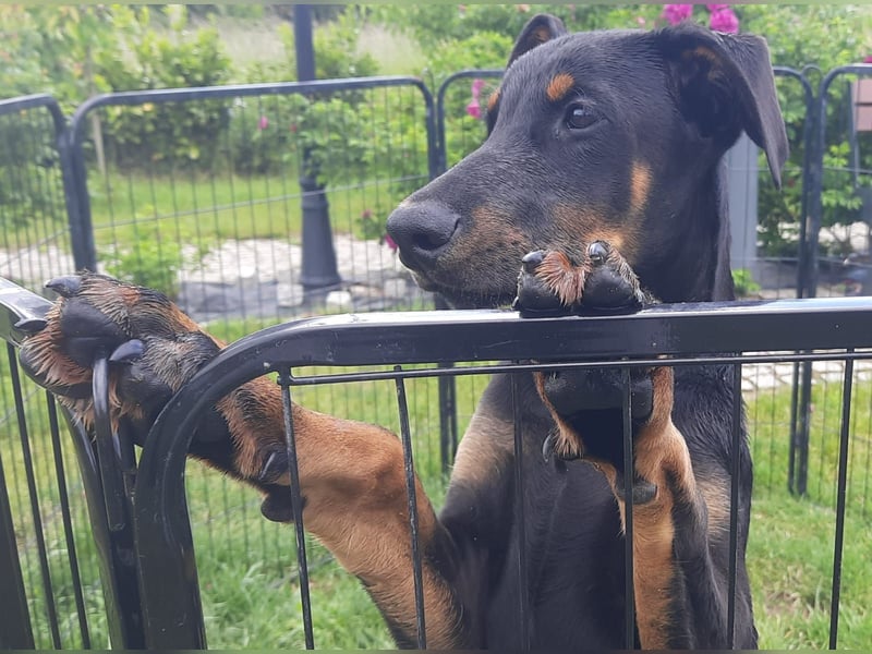 Dobermann Welpen mit Ahnentafel u. Bringservice