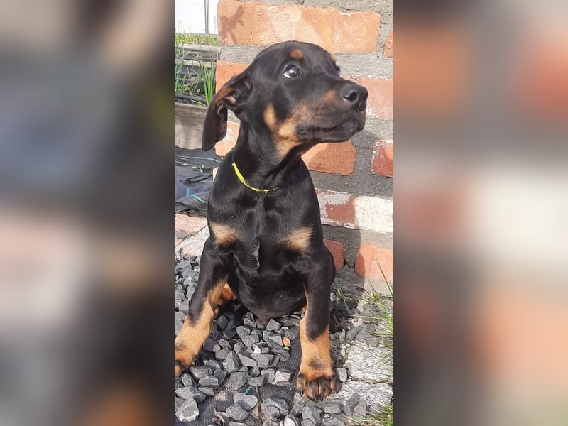 Dobermann Welpen mit Ahnentafel u. Bringservice