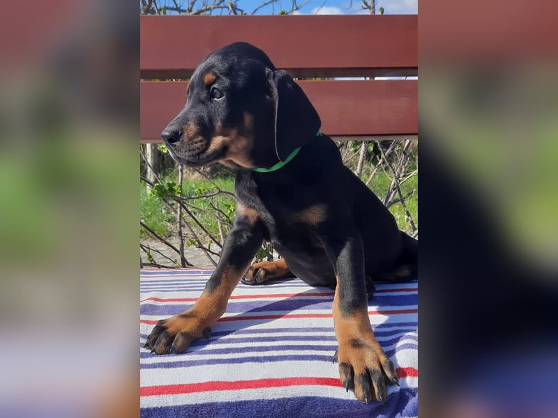 Dobermann Welpen mit Ahnentafel u. Bringservice