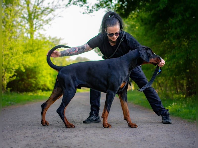 Deckrüde Dobermann
