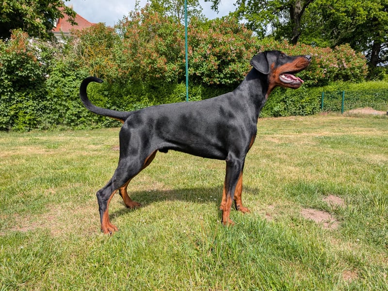 Deckrüde Dobermann