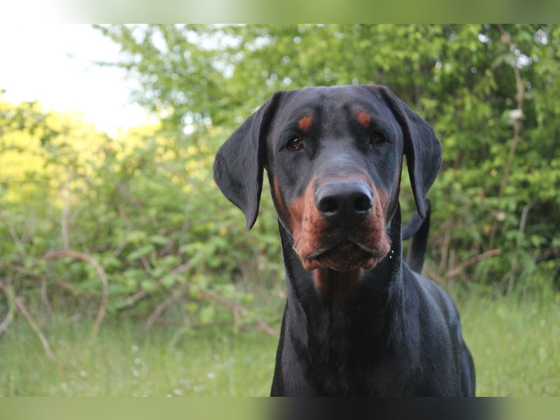 Deckrüde Dobermann