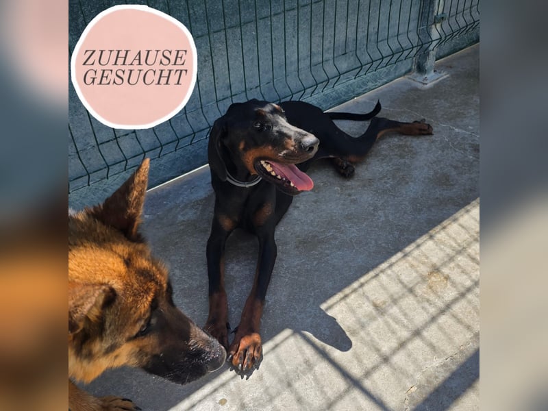 Zarter Odin sucht sein Für-Immer-Zuhause ❤️