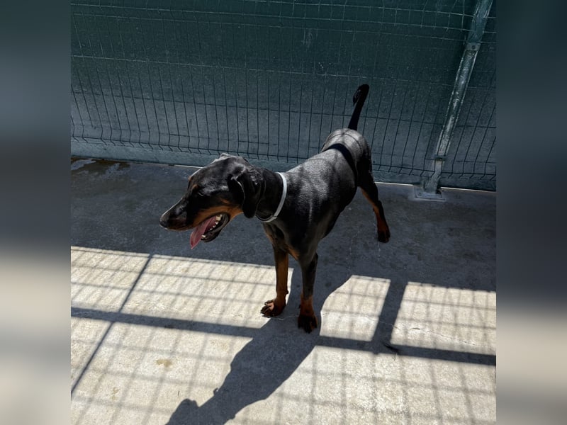 Zarter Odin sucht sein Für-Immer-Zuhause ❤️