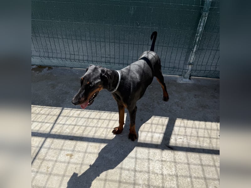 Zarter Odin sucht sein Für-Immer-Zuhause ❤️