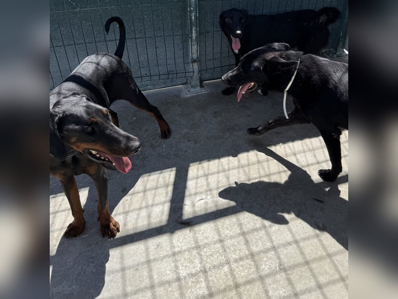 Zarter Odin sucht sein Für-Immer-Zuhause ❤️