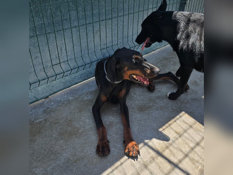 Zarter Odin sucht sein Für-Immer-Zuhause ❤️