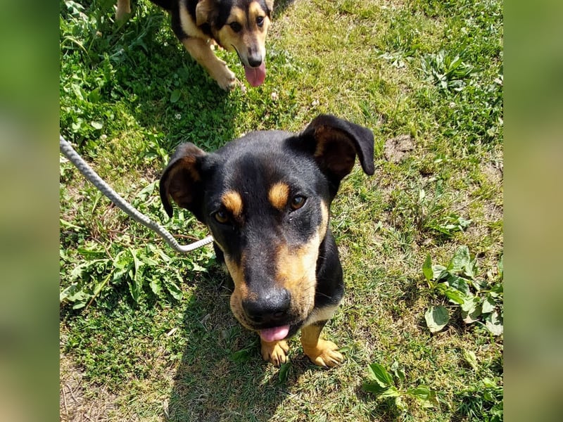 Kenby ein fröhlicher freundlicher Bub