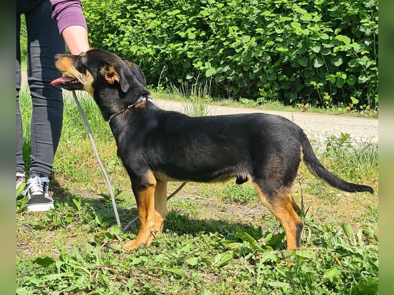 Kenby ein fröhlicher freundlicher Bub